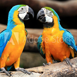 Couple blue-and-yellow macaws (Ara ararauna)