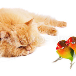 Lazy cat and two lovebirds