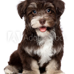 A beautiful smiling chocholate havanese puppy dog