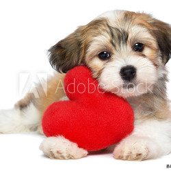 Lover Valentine Havanese puppy dog with a red heart