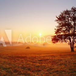 Alone tree on meadow at sunset with sun and mist - panorama