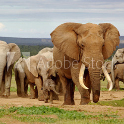 Elephant Herd