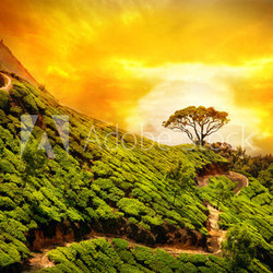 Tea plantation in Munnar
