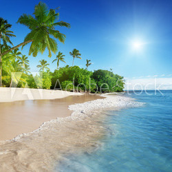 caribbean sea and palms