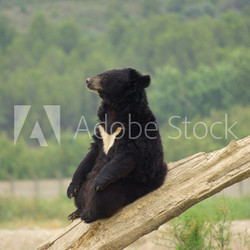 Ours du Tibet (ours à collier) assis sur un tronc