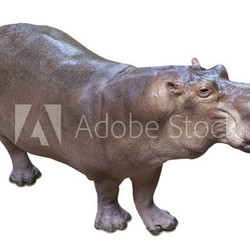African hippopotamus