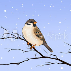 Sperling Spatz Vogel Winter