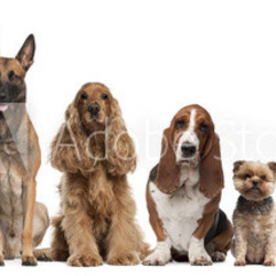 Group of brown dogs sitting, from taller to smaller