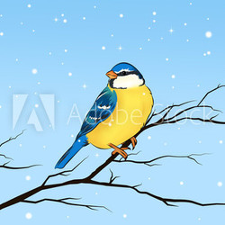 Blaumeise Meise Vogel im Winter