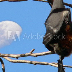 flying fox