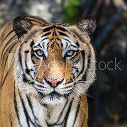 The big Bengal tiger