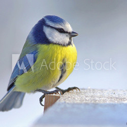 The Blue Tit