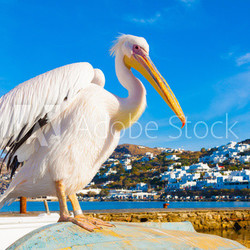 Famous Pelican Petros in Mykonos island Greece Cyclades