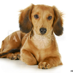 miniature dachshund