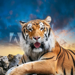 Tiger on the sky background