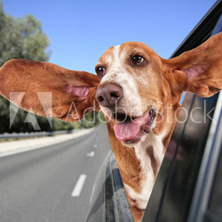 a basset hound in a car