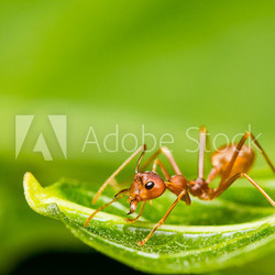 Red Ant on green leaf