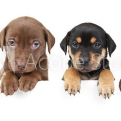 Four puppies above banner