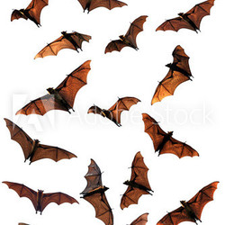 Spooky Halloween fruit bats