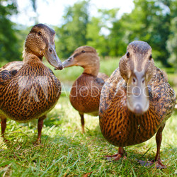 charming ducklings