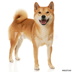 Shiba Inu dog