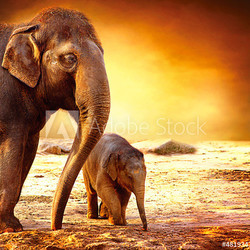 Elephant Mother and Baby outdoors