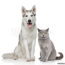 Cat and dog together on a white background