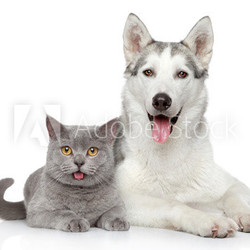 Cat and dog together on a white background