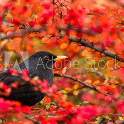 Common Blackbird (Turdus merula)