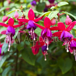 Fuchsia.