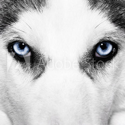 close-up shot of husky dog
