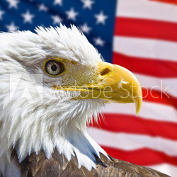 Aigle chauve et drapeau symboles USA