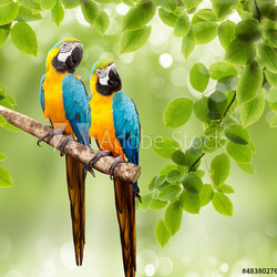 macaw parrot on a tree