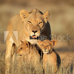 Lioness with cubs