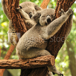 Sleeping koalas