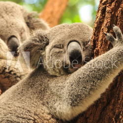 Sleeping koalas