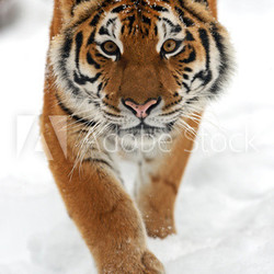 tiger in winter