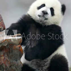 Giant Panda Cub