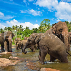 Elephants in the river