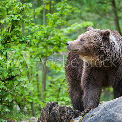 brown bear (lat. ursus arctos)