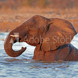 Elephant in water, Etosha N/P