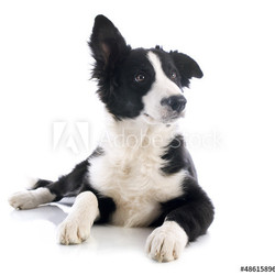 puppy border collie