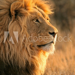 big male lion