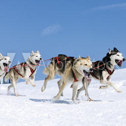 sportive dogs in the snow