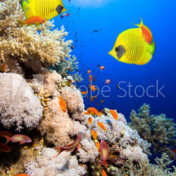 Coral reef and Masked Butterfly Fish