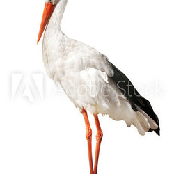 single stork isolated on white