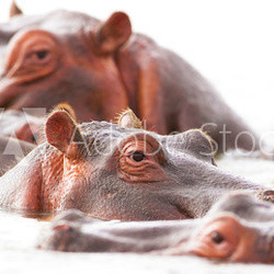 hippopotamuses bathe