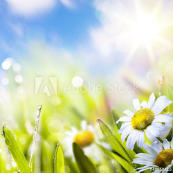 art abstract background springr flower in grass on sun sky