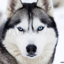 Close up on blue eyes of husky