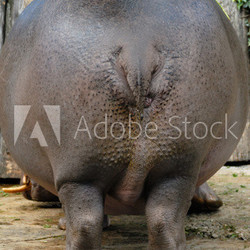 Hintern eines Flusspferdes, Laurasiatheria